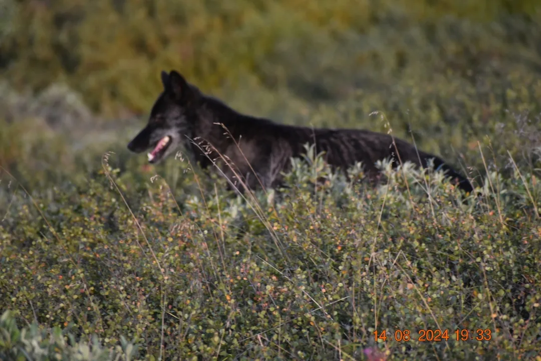 black-wolf