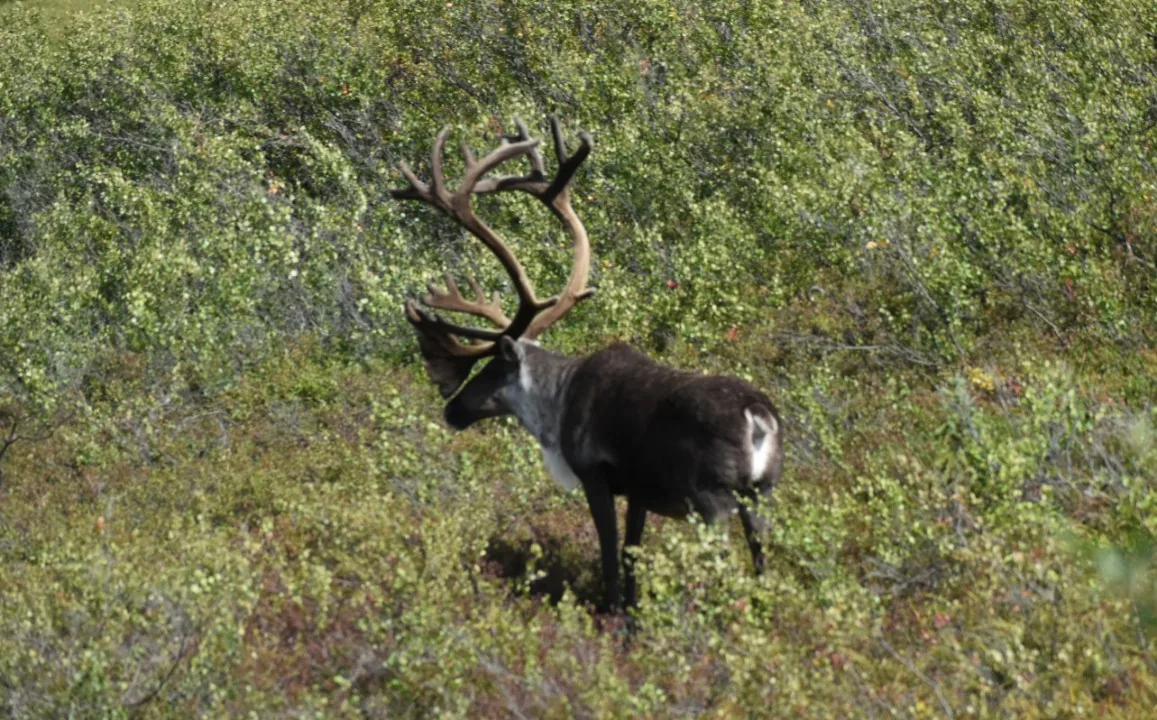 caribou-bull