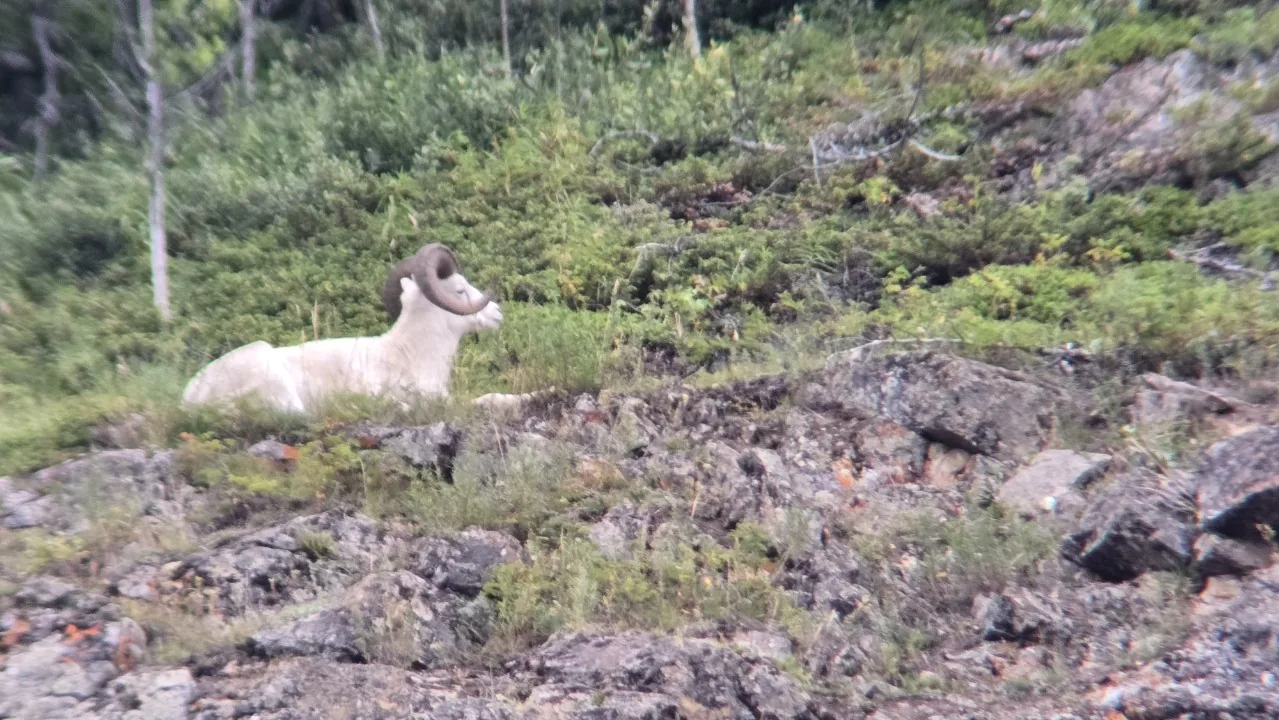 dall-sheep