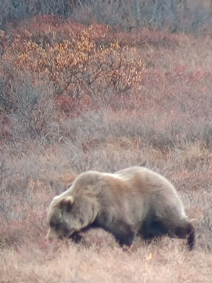 grizzly-bear