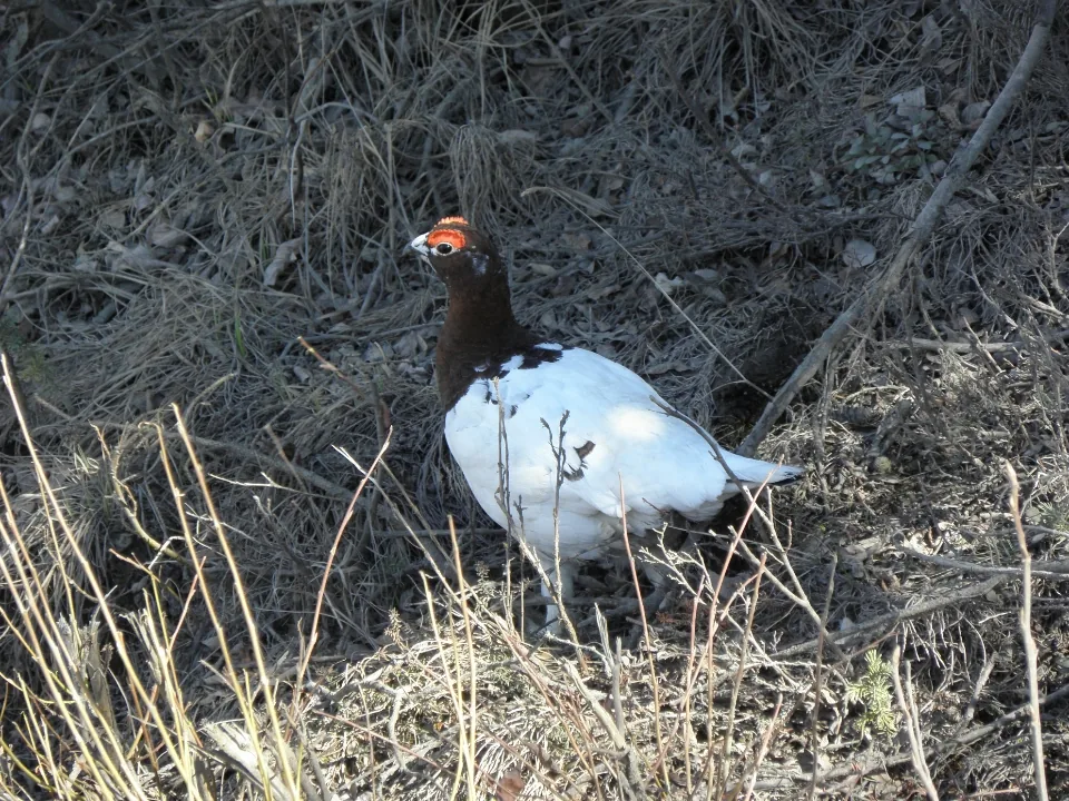 willow-ptarmigan