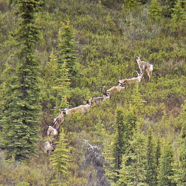 Wildlife Experience Tour