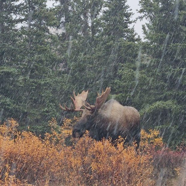 Wildlife Tundra Excursion